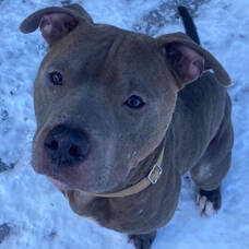 Carousel image 9335d62f28315842126c chief