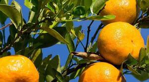 Carousel image 34adb49be1bafe9ebfe0 citrus image   uf ifas