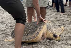 Carousel image 4a19d5 elbourne lorida ischief the urtle from revard oo