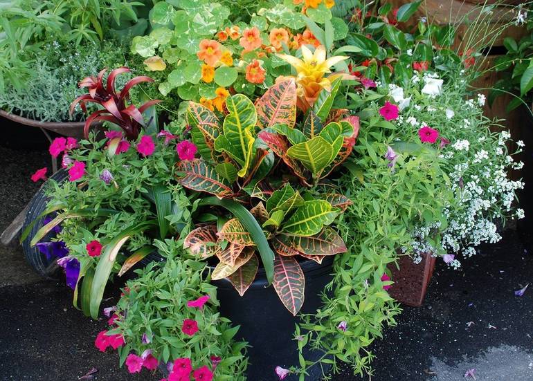 Take The Hassle Out Of Watering Container Gardens Tapinto