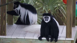 Carousel image 256095810a290cb452e2 colubus monkeys   brevard zoo
