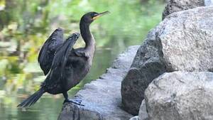 Carousel image 4d7a1236bd1b94b07e1c cormorant