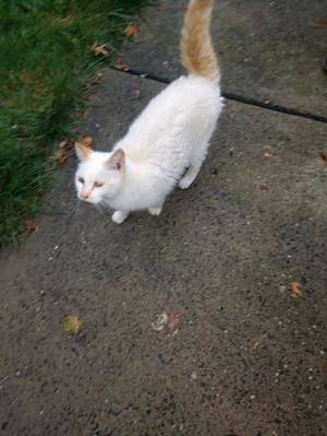 Carousel_image_6d9beb39e81b5e63e158_coolcatpikedup