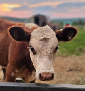 Carousel image 9e0be91523f205e70b3a cow