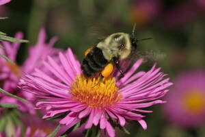 Carousel image b027c778b15835283d48 common eastern bumblebee bombus impatiens 1