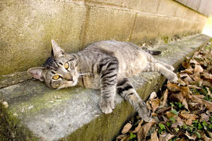 Carousel_image_e228b884c9bf604666f8_cpaw_feral_cat