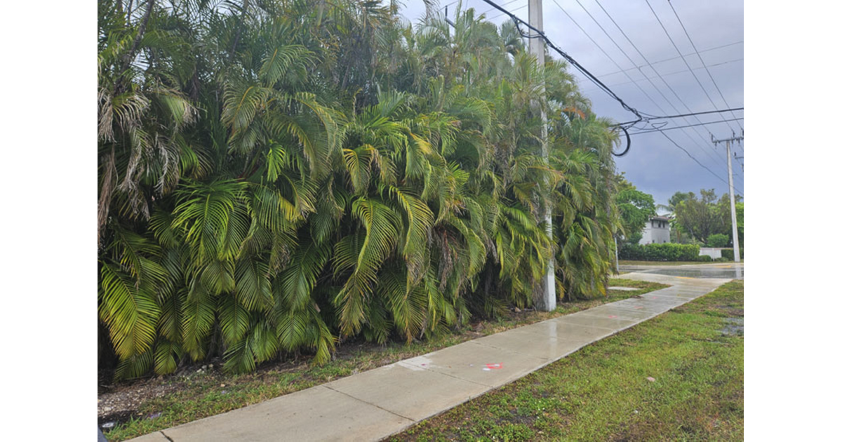 New Shrubs to Replace Palm Trees on Coral Springs’s Coral Ridge Drive