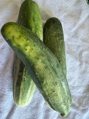 Carousel image 059d0cbbc51ed53c1ae1 cucumbers