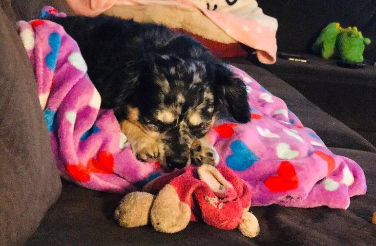 Boulevard Veterinary Clinic Pet Of The Week Cookie Tapinto