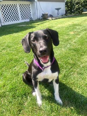 Boulevard Veterinary Clinic Pet of the Week: Sydney