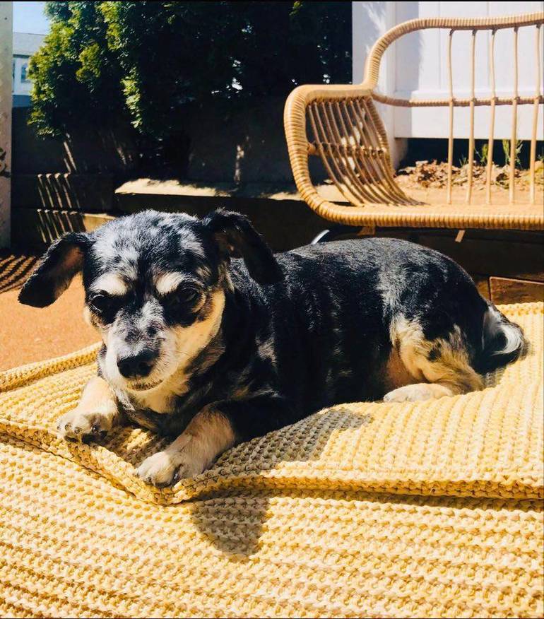 Boulevard Veterinary Clinic Pet Of The Week Cookie Tapinto