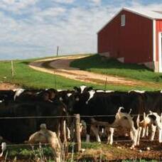 Carousel image 857be23a13ebb7254f7d dairy farm hero