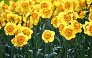 Carousel image 99a0182cc90d881f8fe6 daffodils pixabay