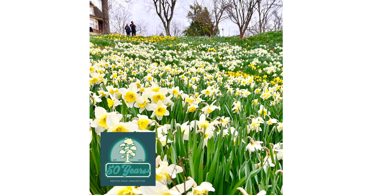 Annual Daffodil Day Festival, Sunday April 14 Summit, NJ News TAPinto