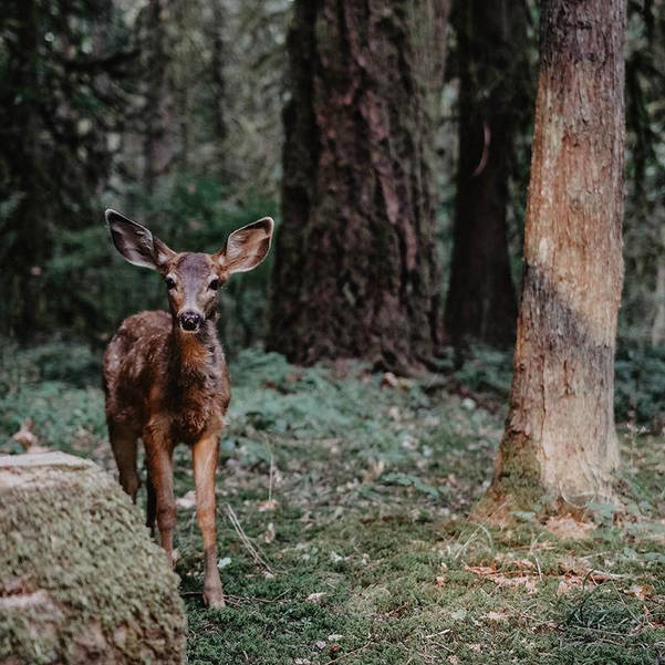 Reynolds Garden Shop Hosting Managing White Tailed Deer