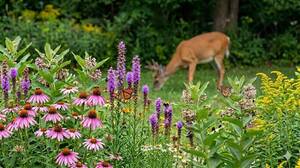 Carousel image 1545b06065e0a3e4a854 deer in garden