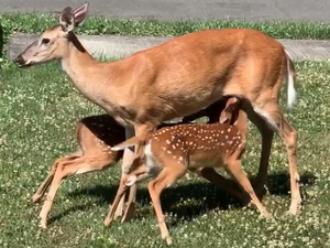 Carousel_image_747197baaf1f682b74cf_deer_mama