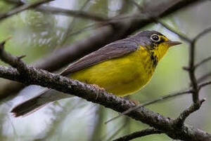 Carousel image d77f521b889fadc76d85 delaware otsego audubon to host john hannan photo
