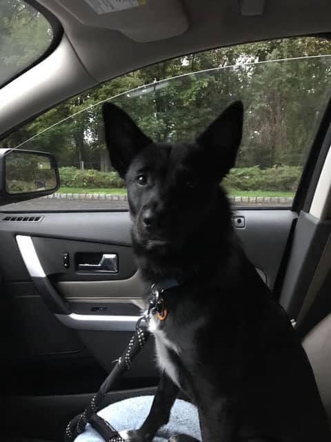 dog.jpg