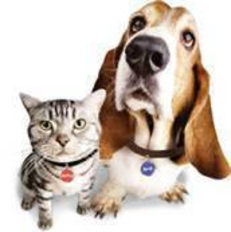 Dog/Cat License Renewals Due End of January TAPinto