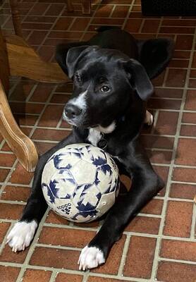 Carousel image 9039a77f25639d8633af dog