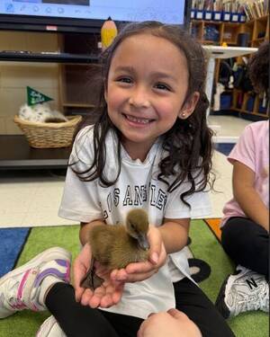 Carousel image 10b3fd3882bc136b7e46 duck 3