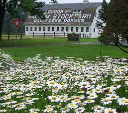Carousel image 113aa5a080f9646da5f2 dvoor farm daisies