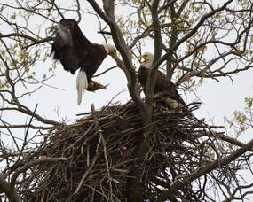 Carousel image 658cca7530f680ebef5d eagles