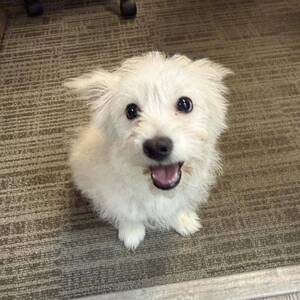 Carousel image e2177d94441fbeadf4b0 east brunswick police searching for owner of lost dog