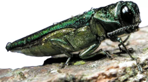 Carousel image 3c92c57db0e1b87109ab emerald ash borer