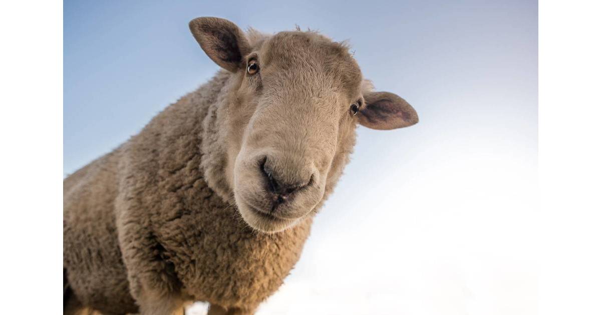 Decision Day? Potters Farm Dementia Center on Center Stage Tonight