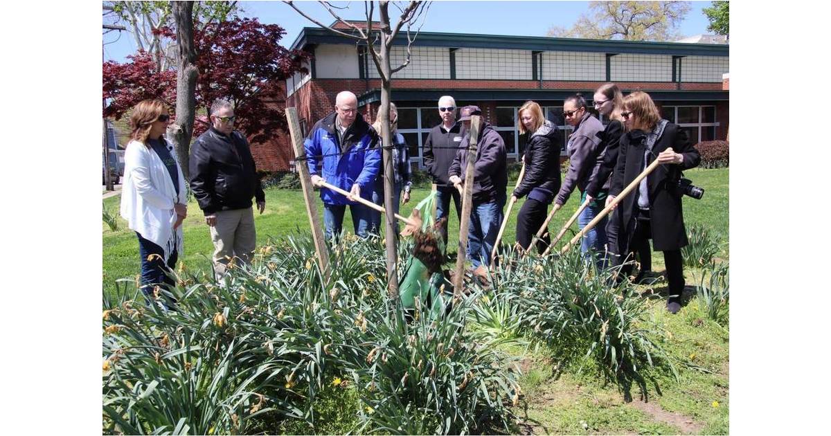 Arbor Day Turns 150 - Skyline Honey Locus Planted at Louis Bay Library ...