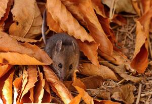 Carousel image 816aaeecf2fcadabb664 fall rat small