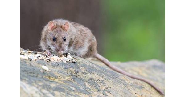 Rodents On The Rise: Hoboken Ramps Up Rat Battle | Hoboken, NJ News ...