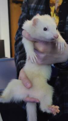 Carousel image 7c467b2c257d6c0e56c3 ferret lost