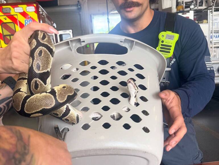 Snake Stuck in Laundry Basket Prompts Unusual Stop at Coral Springs Fire Station