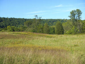 Carousel image 0cf8043b48e679e2b008 field and forest1