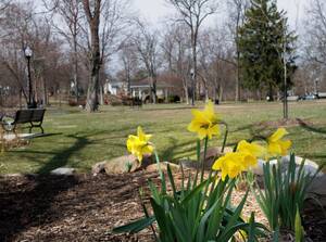 Carousel image 771312 flowers daffodils indowaskin ark