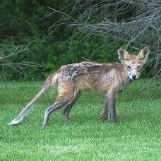 Carousel image 13682490ebc12e980871 fox with mange btpd