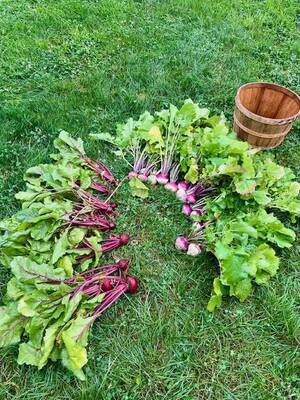 Carousel image ecacdfdc7131e1cf9531 freshly harvested turnips and beets   2 