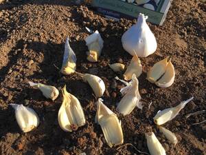 Carousel image 055f08196313817df6ee garlic planting  melindamyers 1