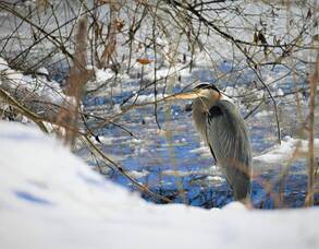 Carousel image ed349795c560140551d9 great blue heron   echo lake park