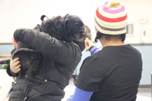 Carousel image c7b74c326c8d352f1ad5 hasbrouck heights rabies clinic black dog gets a treat