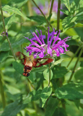 Carousel image 4d3a03e6e93f0b7bf2fc hemaris   hummingbird moth on monarda photo credit melinda myers