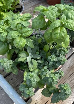 Carousel image 8c5aa42500929dc74865 herb container 300dpi mmyers