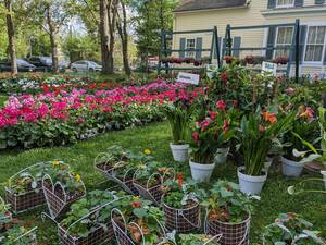 Carousel image f980021d9416733b4635 hetfield spring plants  2024 pic