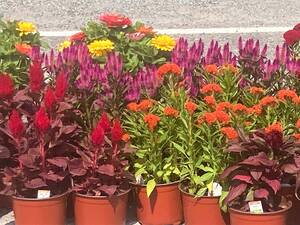 Carousel image 0839d933dfeb9d78d40e hillspixfarmersmarketduke2023flowers