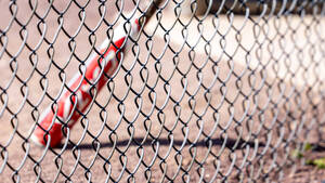 Carousel image 5bc53667cfa5e88bc7e1 high school baseball tapinto12