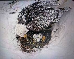 Carousel image 849e3482eab9180dc959 hillspixeagle2026threeeggswitheagleinsnow