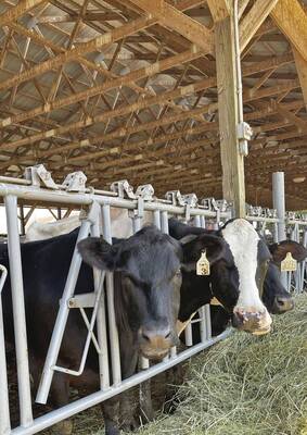 Carousel image d0e49d11c8e5865f8711 hillspixnorzcowsinarow